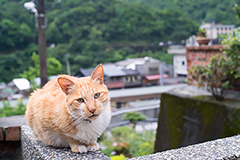 展開一場與貓咪的邂逅—猴硐貓村特集